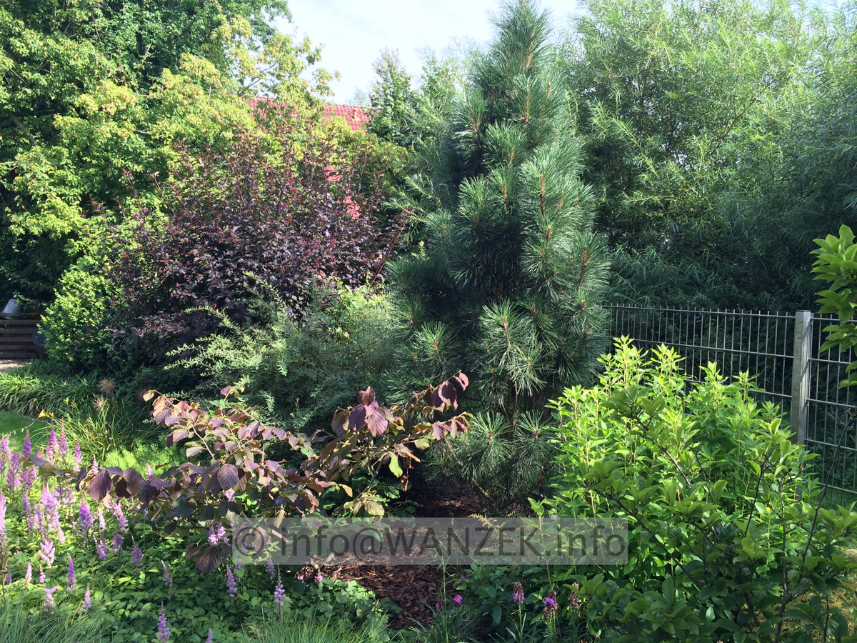 Pinus nigra Pyramidalis 01.JPG